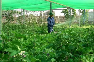 Cách Bộ đội Cụ Hồ tạo nên những vườn rau xanh tốt ở vùng đất khô cằn châu phi