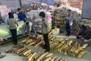 Tiêu hủy 615 kg ngà voi vận chuyển trái phép từ châu Phi về Việt Nam