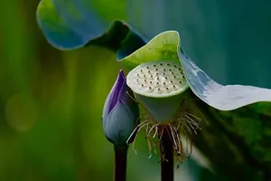 Nhiếp ảnh gia Thành Xuân Anh triển lãm ảnh Sen tưởng nhớ thầy