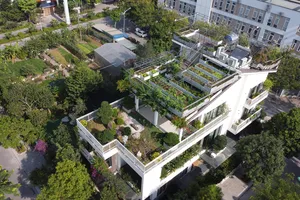 Cận cảnh vườn rau xanh mướt trên căn biệt thự ở Hà Nội