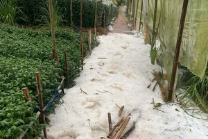 Đà Lạt xuất hiện mưa đá ngay trong cơn mưa đầu mùa 