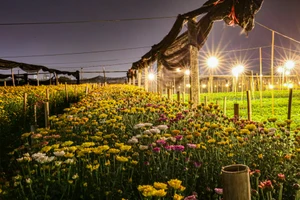 Làng hoa Tây Tựu ở Hà Nội lung linh dưới hàng vạn ánh đèn