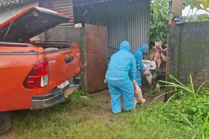 Tiêu huỷ đàn heo bị nhiễm bệnh dịch tả heo Châu Phi ở Lâm Đồng