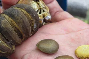 Ăn hạt ngô đồng, 14 học sinh nhập viện