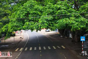 Tiếng ve rền trên hai cây điệp khổng lồ ở Lâm Đồng