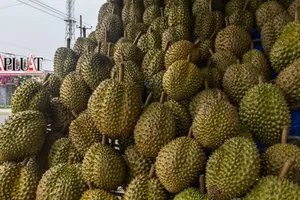 Tại sao sầu riêng lại phải nhúng thuốc, thông tin thêm cho những tín đồ mê loại trái cây này