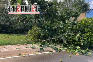 Thủ phủ sầu riêng Đạ Huoai thiệt hại nặng do lốc xoáy