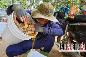 Tại sao ong Khoái lại được mệnh danh là "vua" ong mật?