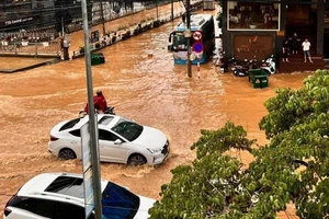 Nhiều cây xanh ở Đà Lạt gãy đổ sau trận mưa lớn