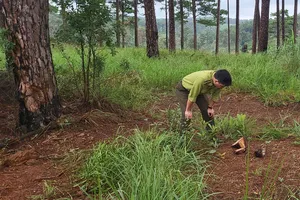Lâm Đồng: Tạm đình chỉ công tác 2 chủ tịch xã vì để rừng thông bị hủy hoại 