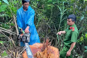 Lâm Đồng: Bắt chủ xưởng cưa chứa hàng chục mét khối gỗ trái phép