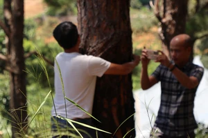 100 cây thông rừng bị đầu độc bằng thuốc diệt cỏ