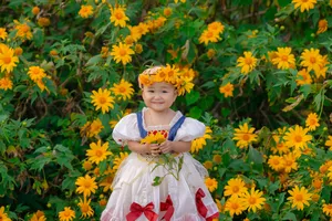 Cưng xỉu bộ ảnh của bé Bông bên hoa Dã Quỳ 