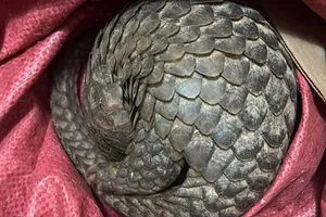 Bắt được tê tê, 2 học sinh đem giao nộp