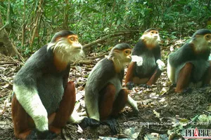 Ngắm thú rừng quý hiếm ở Việt Nam qua bẫy ảnh