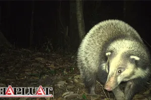 Thời điểm vàng để tái hoang dã các khu bảo tồn, bảo vệ thú rừng quý hiếm