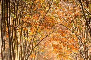 Về miền Đông săn ảnh mùa cao su thay lá