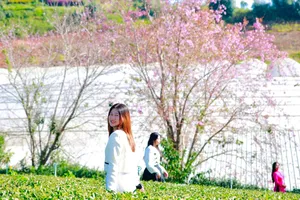 Đến Đà Lạt săn ảnh cùng mai anh đào Cầu Đất