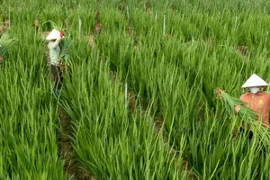 Xem nông dân Lâm Đồng trồng hoa lay ơn vụ tết