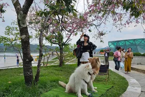 Đà Lạt: 2 thanh niên đưa chó ra chiếm gốc mai, khách muốn chụp ảnh phải trả tiền