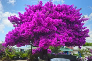 Check-in cây hoa giấy vạn người mê ở Đà Lạt 