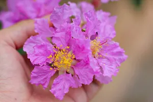 Đà Lạt cũng có trend hoa bằng lăng, tím đường về xứ ngàn hoa