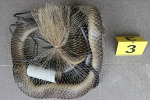 Tây Ninh: Mang 8 con rắn hổ chúa đi bán thì bị bắt 