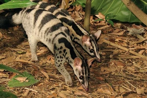 10 cá thể Cầy vằn quý hiếm được sinh sản thành công ở Vườn Quốc gia Cúc Phương
