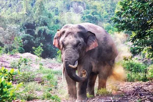 Vườn Quốc gia Cát Tiên chính thức đạt danh hiệu Danh lục Xanh