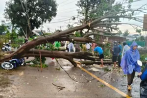 Cây vông cổ thụ đổ ngang đường, người chạy xe máy thoát nạn trong gang tấc