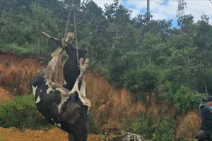 Đã xác định được nguyên nhân gây bệnh tiêu chảy trên đàn bò sữa ở Lâm Đồng 