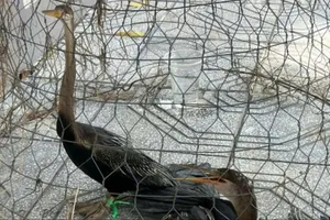 Tây Ninh: Bị bắt vì bán 2 con chim Cổ rắn