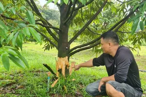 Hàng chục cây sầu riêng đang thu hoạch bị cạo trắng gốc