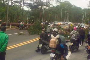 Cây thông cổ thụ ở TP Đà Lạt ngã chắn ngang đèo Prenn