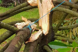 Hàng trăm cây sầu riêng ở Lâm Đồng hư hại sau mưa lớn kèm lốc