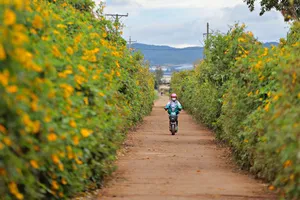 Hoa dã quỳ nở nhuộm vàng rực cao nguyên Lâm Viên