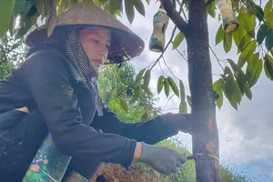 Điều tra vụ 2,5 ha vườn sầu riêng ở Lâm Đồng bị kẻ gian đốn hạ