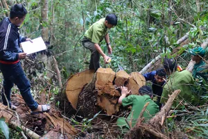 Phá án nhanh vụ triệt hạ gỗ kiền kiền ở Lâm Đồng, nhiều người được khen thưởng