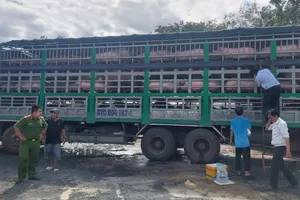 Cảnh sát môi trường phát hiện hơn 500 con heo lậu từ Campuchia vào Việt Nam