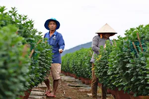 Có một làng hoa của người Quảng Ngãi ở Krăng Gọ 2