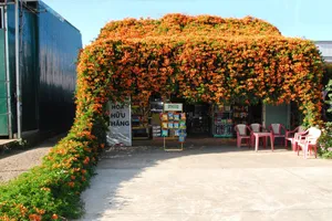 Hoa chùm ớt nở rực, phủ kín tiệm tạp hoá ở xứ ngàn hoa