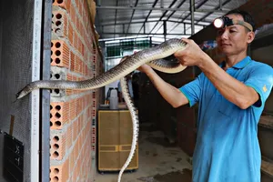 Tết Ất Tỵ 2025, ghé thăm trại rắn hổ trâu ở tỉnh Lâm Đồng