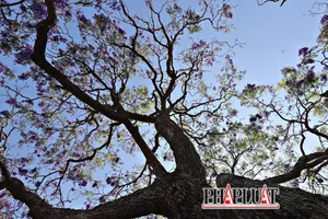 Mong một lần đến Đà Lạt, check-in dưới tán hoa phượng tím