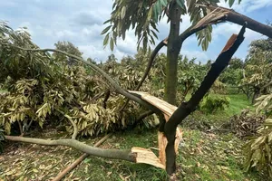 Hàng trăm cây sầu riêng gãy đổ sau trận lốc xoáy