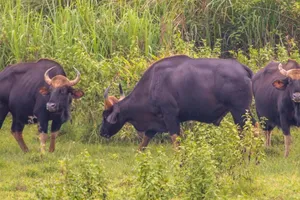 Bò tót ở Vườn Quốc gia Cát Tiên húc cán bộ bảo vệ rừng tử vong
