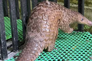 Người dân bàn giao tê tê Java quý hiếm bò vào sân nhà trong đêm