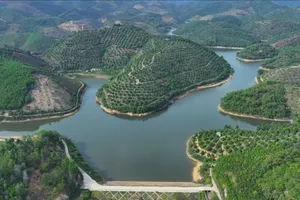 Lâm Đồng triển khai loạt chương trình, đề án lớn thực hiện quy hoạch lâm nghiệp 