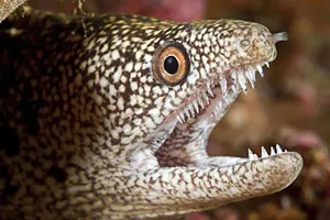 Quân y tàu Hải quân cấp cứu ngư dân bị cá chình cắn trên biển 