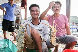 Tìm giải pháp gỡ bế tắc xuất khẩu tôm hùm bông sang Trung Quốc