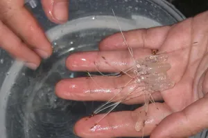 Việt Nam có bước tiến lớn trong nghiên cứu sản xuất tôm hùm giống